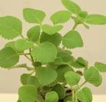 Read more about the article अजवाइन की चमत्कारी शक्ति: पाचन, दर्द और अन्य समस्याओं का रामबाण इलाज