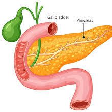 Read more about the article The Gallbladder.