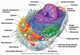 Read more about the article Human Cell  – Structure, Functions.