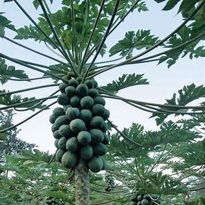 Read more about the article Papaya Tree  –  Curative Properties