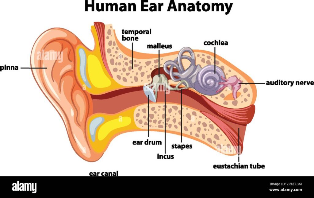 Complete Ear The Human Ear -Anatomy,Infections & Tests. - cordcraft