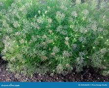 Read more about the article Cumin Seeds:Origin, Healing Powers, Uses & Complete Health Benefits