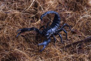 Read more about the article Snakebite & Scorpion Sting:
