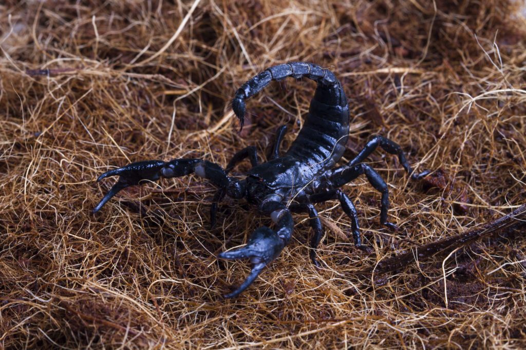 Read more about the article Snakebite & Scorpion Sting: