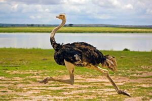 Read more about the article What the Ostrich Can Teach You About Success
