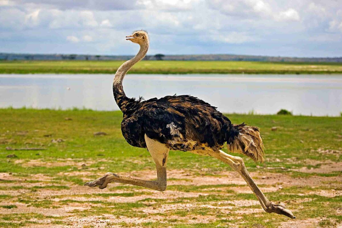 You are currently viewing What the Ostrich Can Teach You About Success