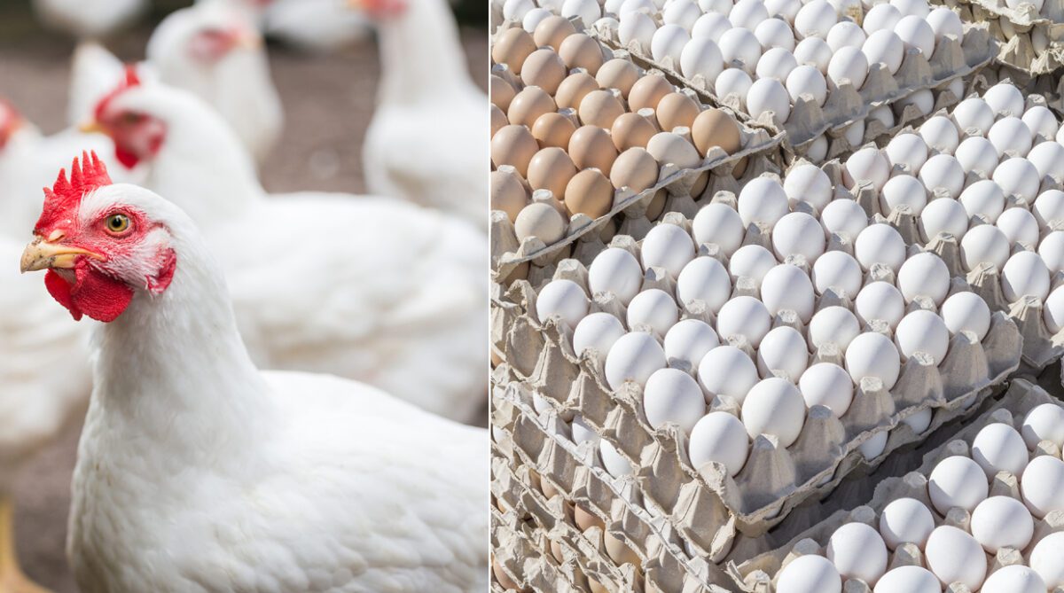 You are currently viewing Are Poultry Chicken and Eggs Safe?